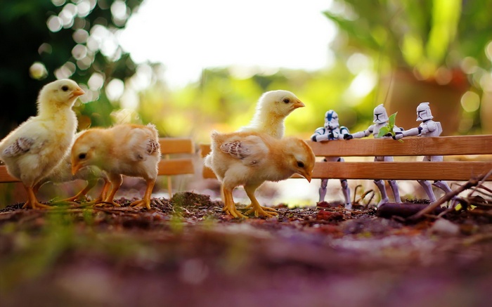 humor, animals, birds, Star Wars, chickens, clone trooper