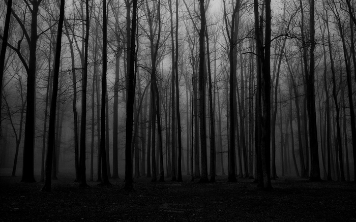 Dark and misty forest with bare trees