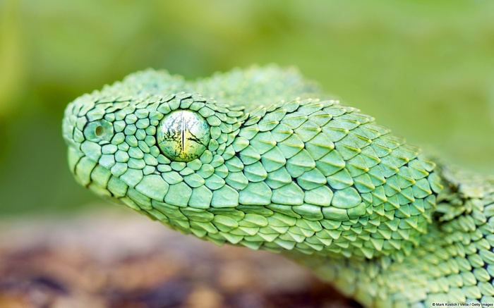 Close-up of a green viper snake's head