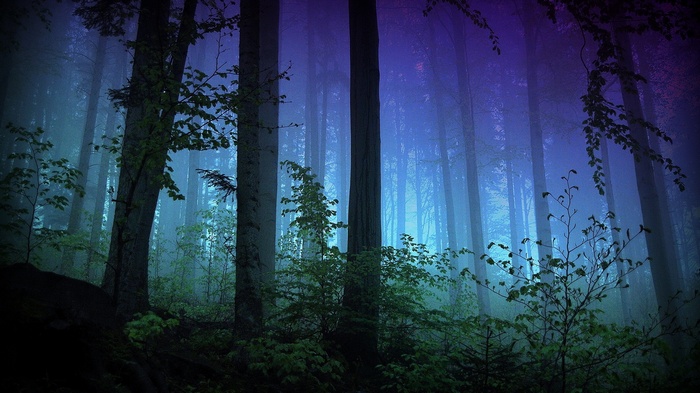 Misty forest with tall trees and fog