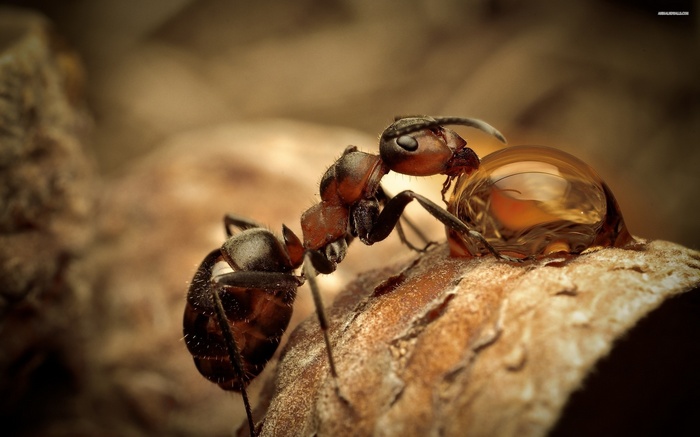 Macro shot of an ant drinking from a water droplet