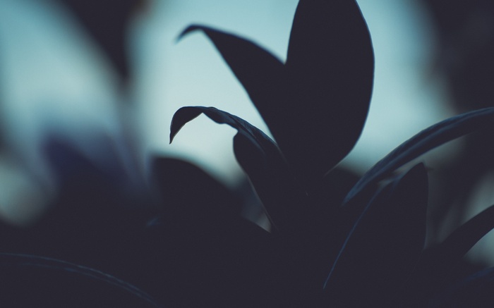 Dark silhouette of plants with shallow depth of field