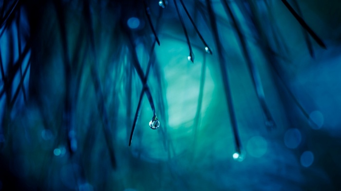 Macro shot of water drops on pine needles