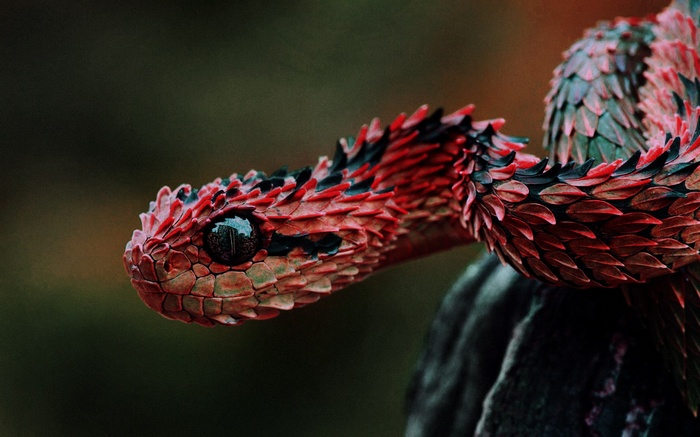 Red Dragon Snake Viper