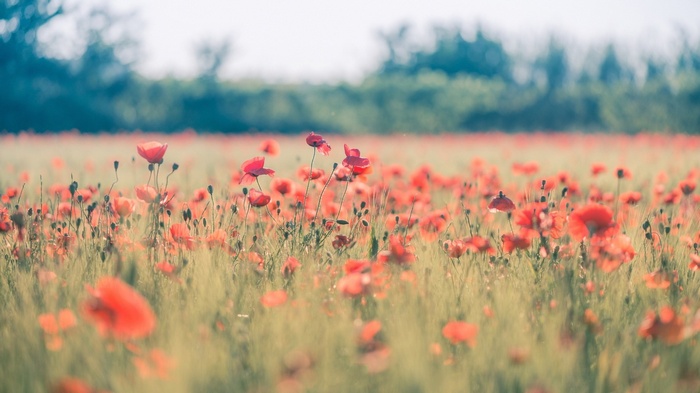 Field of red poppies in soft sunlight