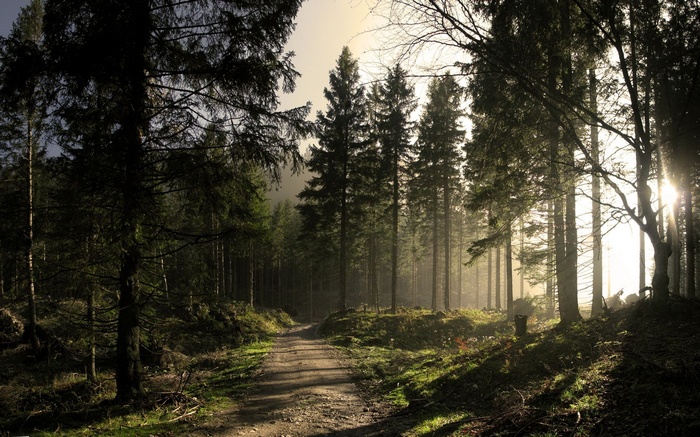 Sunlight filtering through a dense forest