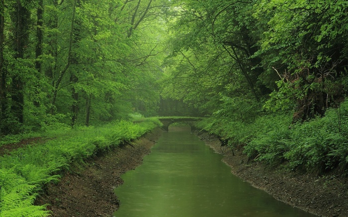 A narrow canal passes under a stone bridge in a dense forest.