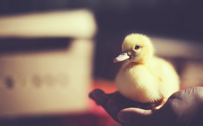 A fluffy yellow duckling sits on a hand