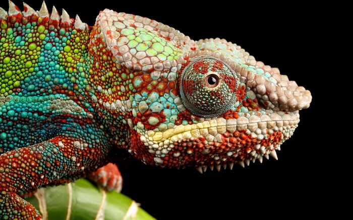Close-up of a colorful chameleon on a black background