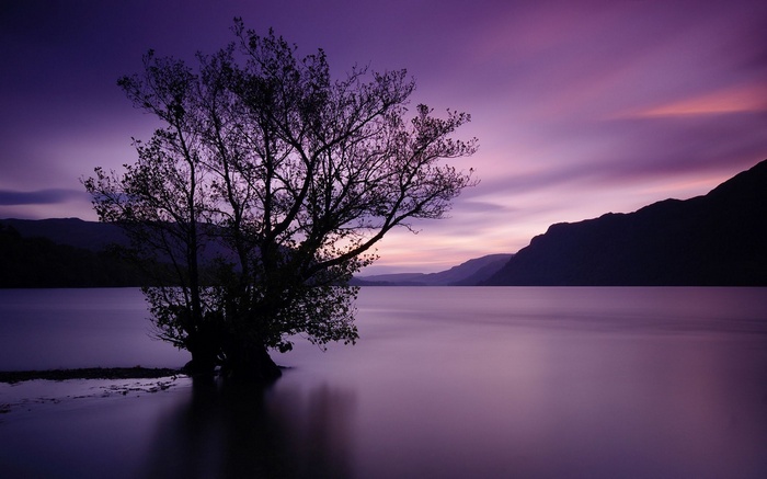 Tree in a lake at sunset with mountains