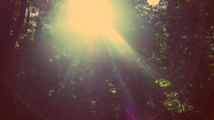Sunlight filtering through trees in a forest