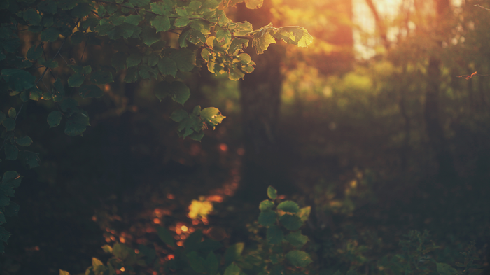 Sunlight filtering through leaves in a forest