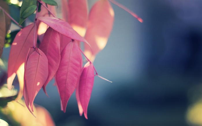 Pink leaves on a branch with blurred background