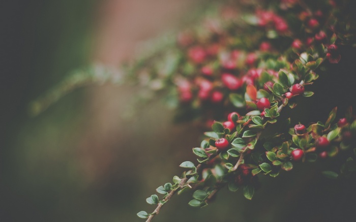 Macro shot of red berries on a plant branch