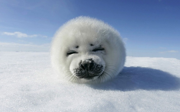 A fluffy white seal pup on snow under a blue sky