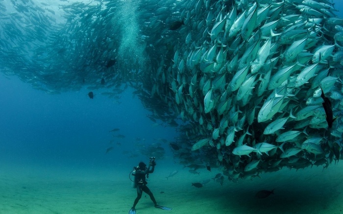 Scuba diver photographs a massive school of fish underwater