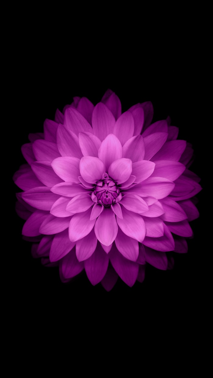 Purple dahlia flower on a black background