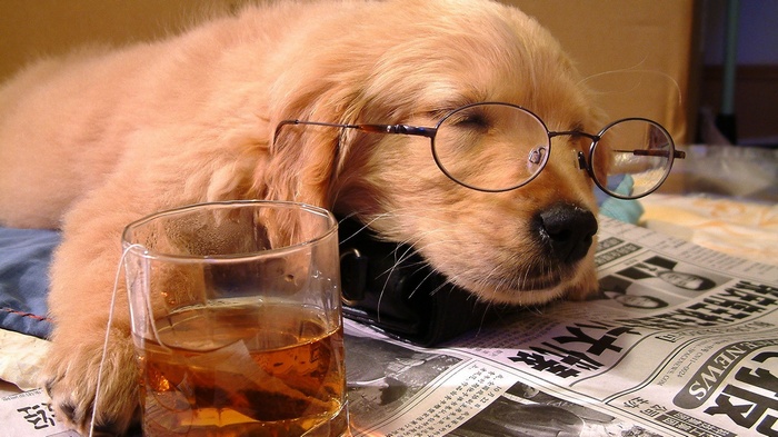 Golden Retriever puppy wearing glasses with tea and newspaper