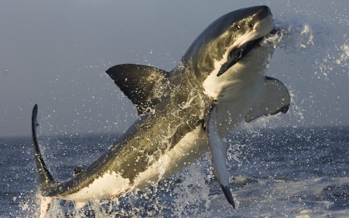 Great White Shark jumping out of the water