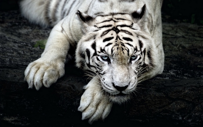 White tiger lying down with blue eyes