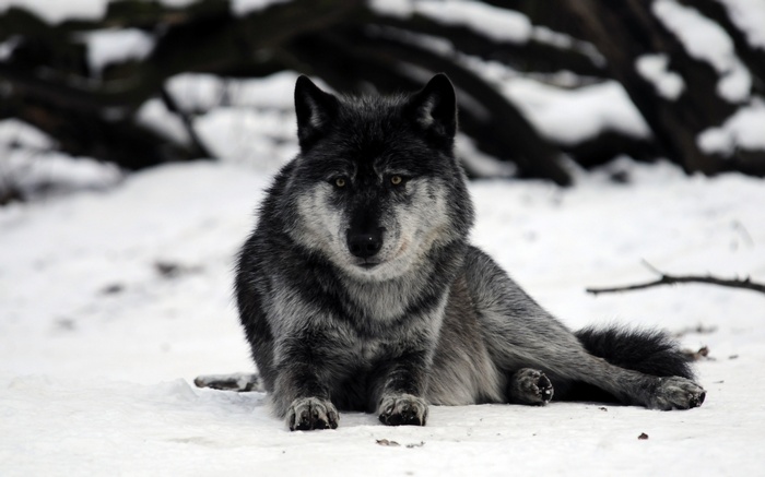 A wolf rests in the snow