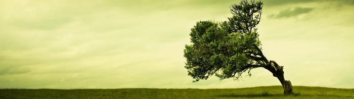 A lone tree bends in the wind on a grassy hill