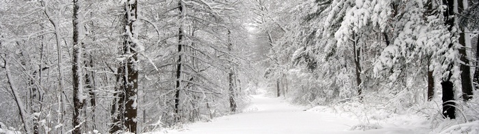 Snow-covered trees line a path in a winter forest.