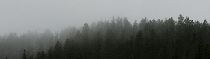 Misty forest landscape with pine trees