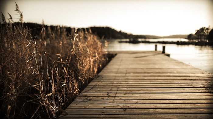 Wooden dock and reeds by the water