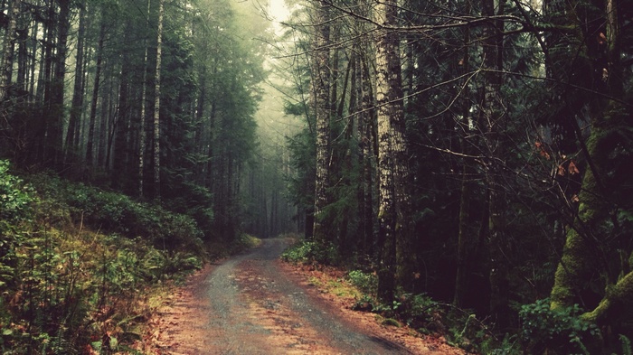 A dirt road winds through a misty forest.