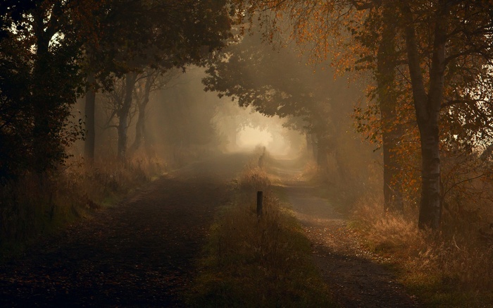 A foggy path through autumn trees