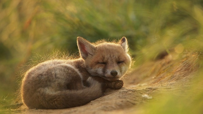 A sleeping fox cub in the grass