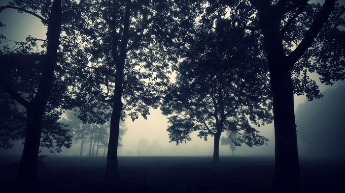 Trees in a foggy landscape