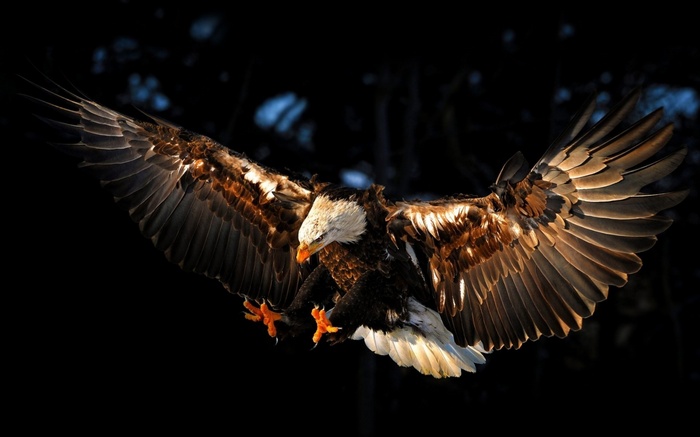 Bald eagle in flight with wings spread