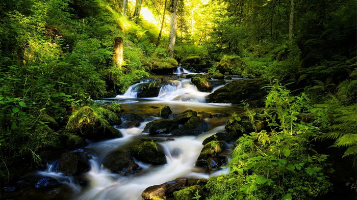 A forest stream flows over mossy rocks