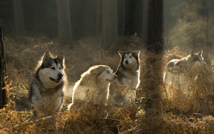 Four Alaskan Malamutes in a sunlit forest