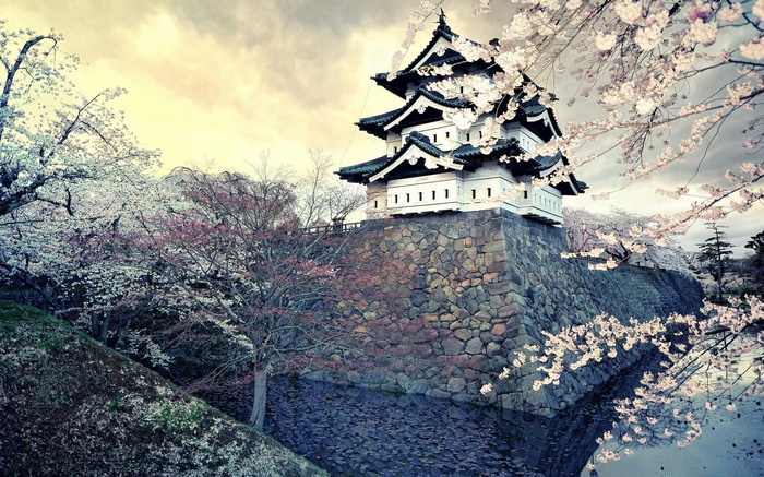 Japanese Castle Cherry Blossoms