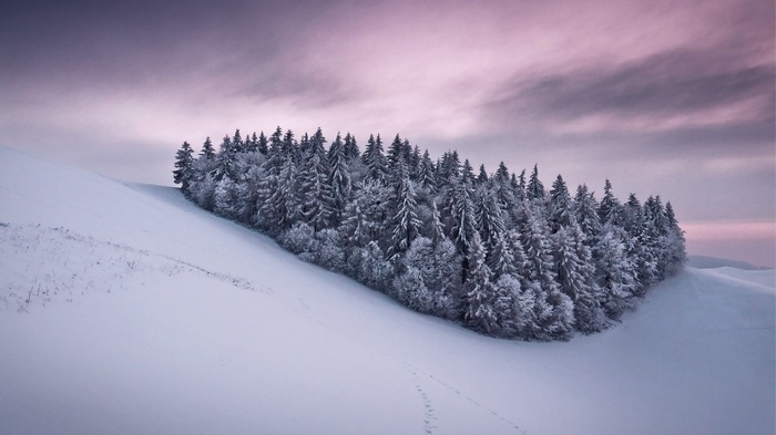 Snow-covered trees on a winter landscape under a pink sky