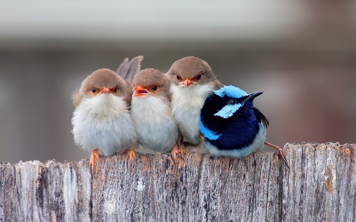 Four birds perched on a wooden fence