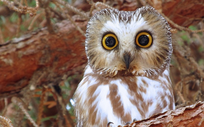 Close-up of a Northern Saw-whet Owl perched on a tree