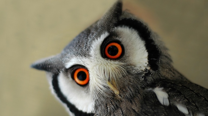Close-up of a white-faced owl with bright orange eyes
