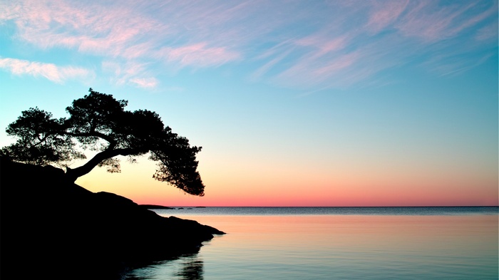 Silhouette of a tree on a rocky shore at sunset