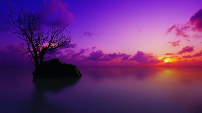 Bare tree on a rock in the ocean at sunset