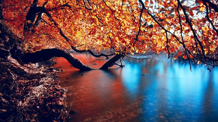 Autumn tree branches over a river