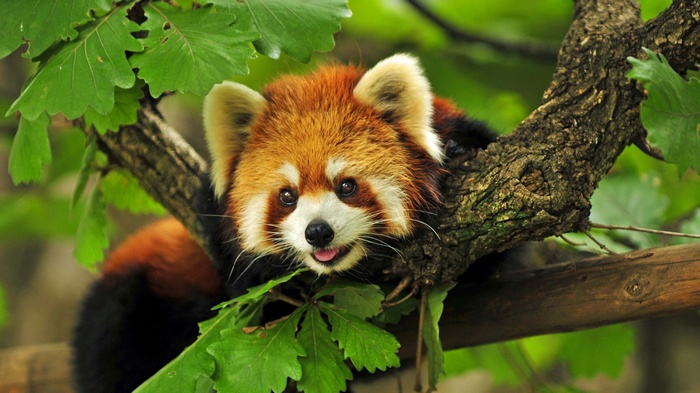 Red panda resting on a tree branch