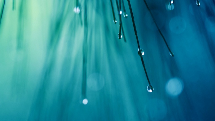 Water drops on thin plants with blue background