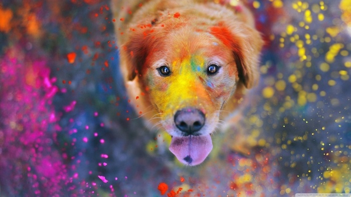 Golden Retriever covered in colorful paint splatters