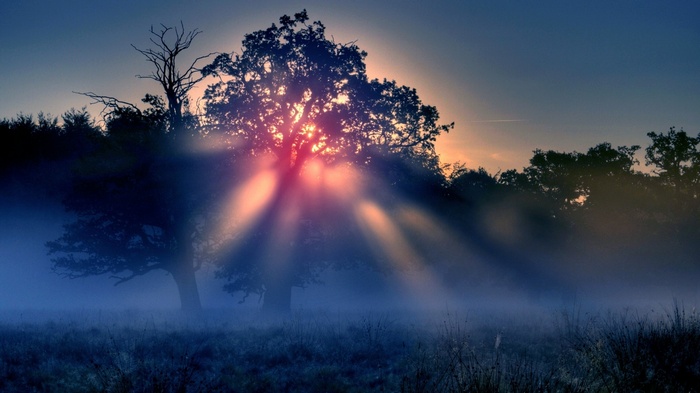 Sunlight beams through trees in a misty landscape