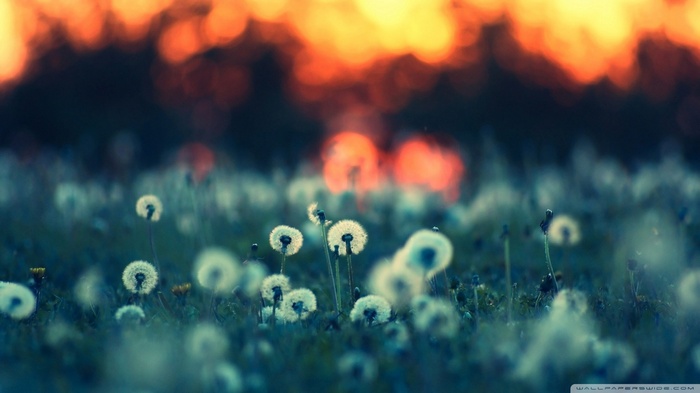 Dandelions in a field at sunset