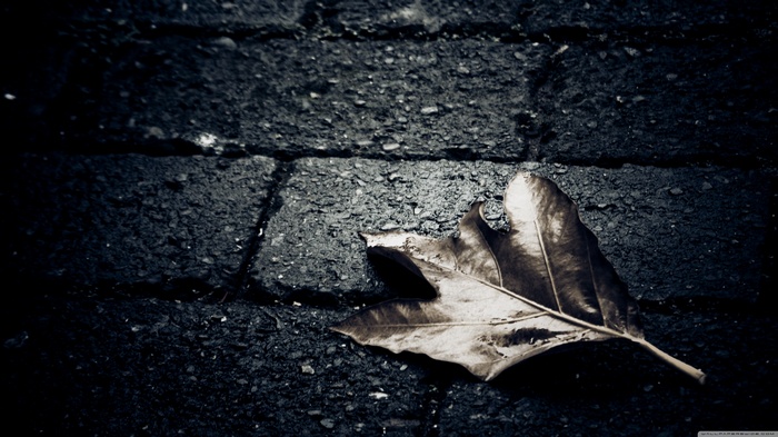 A single dry leaf on dark pavement